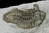 Tower-Eyed, Erbenochile Trilobite - Top Quality! #160888-1